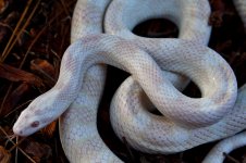 Petunia August 2012-3.jpg