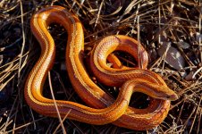 Firefly_Feb 2013-3.jpg