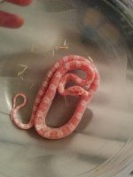 small 13 grams lacey.jpg small 13 grams lacey.jpg