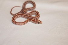 ultramel tess holdback.jpg