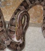cornkeepers112413 001.JPG