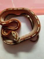 motley tessera1b.jpg