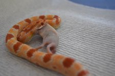Loopy 9-16-2016.jpg