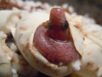 DSCN4730.JPG