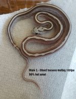 Male 1 Ghost Tessera Motley Stripe 800 labeled.jpg