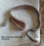 Male 2 Ghost Tessera Motley Stripe 800.jpg