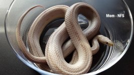 Female Ghost Stripe (Two Corny People).jpg