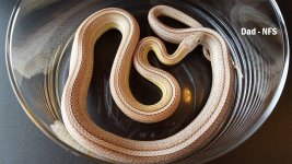 Male Ghost Tessera Motley SMR.jpg