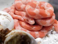 DSCN6356 (640x480).jpg