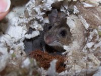 Deer Mouse.jpg