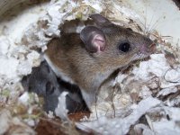 Deer Mouse - 2.jpg