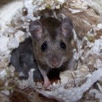 Deer Mouse - 3.jpg