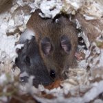 Deer Mouse - 4.jpg