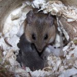 Deer Mouse - 6.jpg