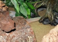 ruf-shed3.JPG