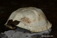 box_turtle_shell_01.jpg