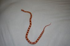 Kaa Full Body.jpg