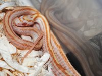DSC_0044.JPG
