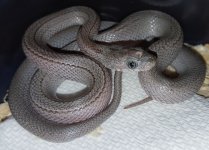 Cinder Stripe female.jpg