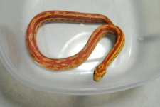 StubbsDSC_0008 - Copy.JPG