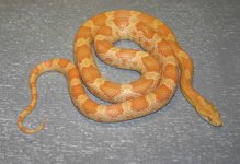 orange.jpg
