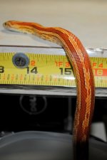 StubbsDSC_0010 - Copy.JPG