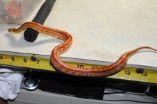 StubbsDSC_0015 - Copy.JPG