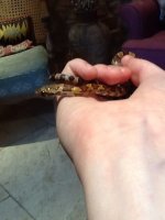 snake.jpg