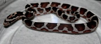 BandedMiamiMotleyFemale1.jpg