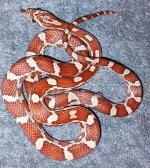 wtw21female.jpg