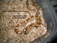 Lichte buff - wildkleur motley.jpg