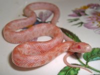 Toad Baby A (4 of 4).jpg