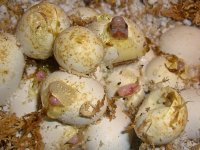 Toad Eight Slit (1 of 1).jpg