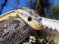 Lady Dec '11 - close up - 6.jpg