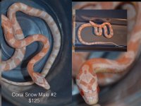 snakes.002.jpg