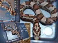 snakes.004.jpg
