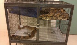 critter nation (800x478).jpg
