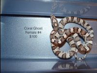 snakes.005.jpg