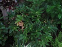 IMG_0006.jpg
