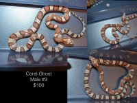 snakes.006.jpg