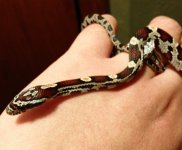 Marzipan6mo2.JPG