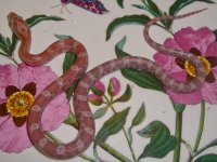 Toad Baby B (1 of 1).jpg