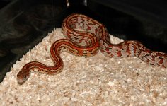 DSC_0388a.jpg