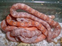 Toad Baby C (1 of 2).jpg