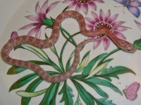 Toad Baby C (2 of 2).jpg