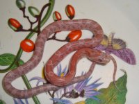 Toad Baby D (1 of 1).jpg