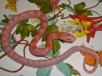 Toad Baby E (2 of 4).jpg