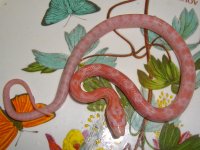 Toad Baby E (3 of 4).jpg