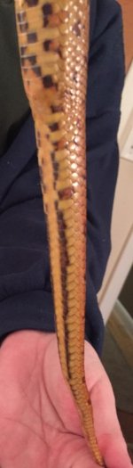 ventral tail.jpg