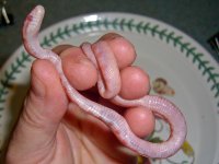 Toad Baby E (4 of 4).jpg